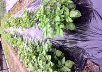 春じゃがいもが もうこの大きさになったので 芽かきをしないといけない Yahoo 知恵袋