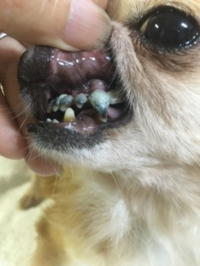 犬の歯について 生後5ヶ月の犬の歯がグラグラしています 勝 Yahoo 知恵袋