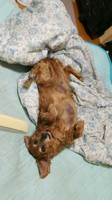 犬が悪い事をして飼い主が叱った後、気持ちを切り替えて犬と遊んでやっ 