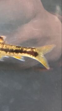 魚の白点病の見分け方について 私が飼っているメダカの体に白点病 Yahoo 知恵袋