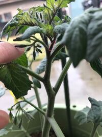 ミニトマトの枝が折れてしまった 先程 ミニトマトの枝がボキ Yahoo 知恵袋