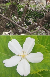 庭の桜が樹齢35年の山桜なんですが、
去年一部の枝が枯れまして心配していたら、近頃の天候異変のせいもあり
、今年は1/4くらいしか花が咲かず
それも先っぽだけで弱々しい。 枯れてる枝は3/4に渡り、かなり大きな枝も有ります、直径20ｃｍ以上のが2.3本。
もともと鳥が種を落としたらしく勝手に生えて来て駐車場との境ギリギリで
根っこの上を自転車で通ったりしちゃってました。
仕事に追...