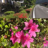 道路脇の植え込みに咲いたピンクの花はツツジでしょうか 何というツツジ Yahoo 知恵袋