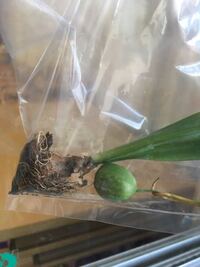 子どもが保育園から咲き終わったチューリップの根をもらってきました 球根は分かる Yahoo 知恵袋