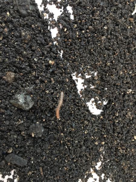 これは何の幼虫でしょうか プランターにいっぱいいます このまま野菜や花を植 Yahoo 知恵袋