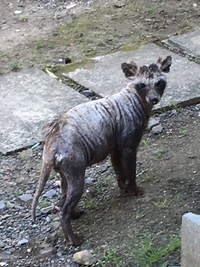 この不気味な動物 何という名前でしょうか 今日 我が家の庭先を歩いて Yahoo 知恵袋