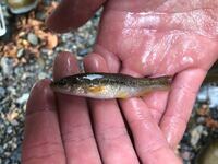 滋賀県の川で小魚を採集しました 図鑑を見たところ モロコ と Yahoo 知恵袋