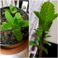 地植えのペパーミントが増えすぎて困っています いろいろネットでも調べていますが Yahoo 知恵袋