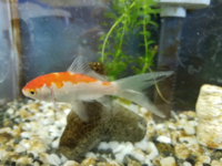 金魚 流金 を飼っています 尾びれの付け根に水泡ができてますが 病気ですか 最 Yahoo 知恵袋