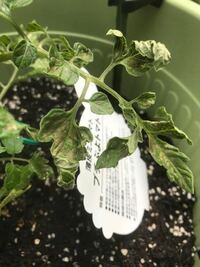 家庭菜園で栽培中のミニトマトの葉っぱに茶色の斑点が出ています Yahoo 知恵袋