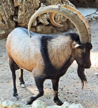 ヤギ属の動物について質問です なぜ瞳孔が横長なのですか アイベックスな Yahoo 知恵袋