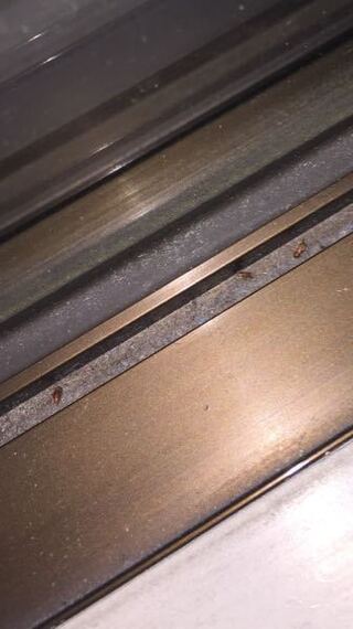 この小さい虫が家の中に大量発生しています なんという虫で 原因はなんでしょうか Yahoo 知恵袋