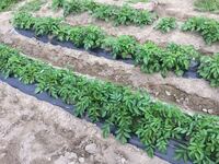 じゃがいもの芽かきで ３本残しは多いですか 今 花が咲き始めました 背丈も Yahoo 知恵袋