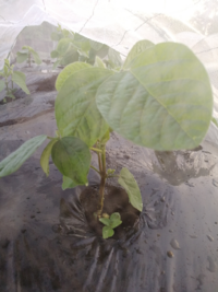 枝豆栽培で 最初からカメムシ対策として防虫ネットをかぶして育てています Yahoo 知恵袋
