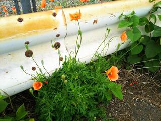 今の時期 道端にこのオレンジ色の花が咲いているのですが この花は何と Yahoo 知恵袋