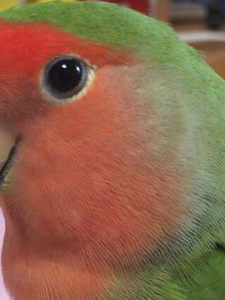 写真はうちで飼育してる3歳雌のコザクラインコです 目の周りの部分 Yahoo 知恵袋