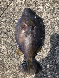 魚種を教えてください 鹿児島で釣りをしていたら釣れました フグ Yahoo 知恵袋