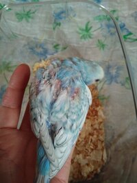 羽根の抜替わり時期のようですが 痛そうで心配です ８月で１才になる Yahoo 知恵袋