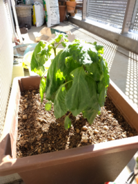 今年 青じその種から育てたのが 葉っぱばかりで まだ 花が咲きませ Yahoo 知恵袋