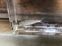 この魚は何ですか ザリガニやメダカのいる濁った用水路で捕まえました 飼うとした Yahoo 知恵袋