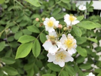 花の名前を教えて下さい トゲがあり 2 3cmの小さな白い花が咲いて Yahoo 知恵袋