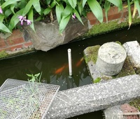金魚が産卵したかどうかの見分け方と 産卵後の対応お世話になります池で Yahoo 知恵袋