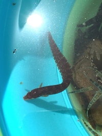 こちらの魚の名前を教えてください ウツボかアナゴのような体です 三浦半島の城ヶ Yahoo 知恵袋