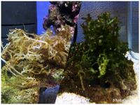 海藻の色抜けについて どなたか詳しい方 教えていただけませんか 海水水槽 Yahoo 知恵袋