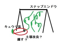 スナップエンドウの連作障害対策狭い庭で家庭菜園をしています スナップ Yahoo 知恵袋