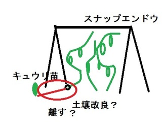 スナップエンドウの連作障害対策狭い庭で家庭菜園をしています スナップ Yahoo 知恵袋