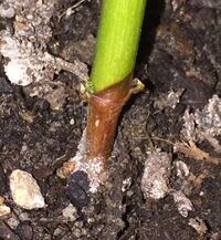 2 3日前急にピーマンがしおしおになりました よく見ると根元に白っぽ Yahoo 知恵袋