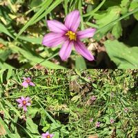 庭先に咲いたこの6枚花弁の薄紫の花は何という花でしょうか ニ Yahoo 知恵袋