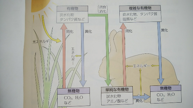 単純な有機物と有機物の違いは何ですか 有機物とは 一般に 炭素 Yahoo 知恵袋