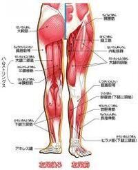 太ももの痛みについて 3日前から右太ももの付け根 股関節から膝の Yahoo 知恵袋