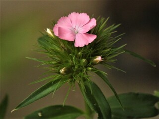 この花の名前 種類 を教えてください ナデシコの仲間でしょうか ビジョナ Yahoo 知恵袋