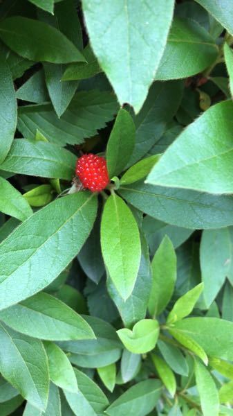 木いちごと野いちごの違いは何ですか これは