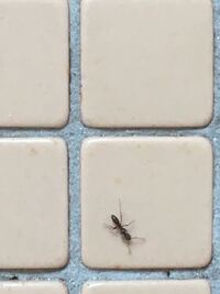 蟻を飼っています 蟻の餌は甘い物ばかりじゃなく塩気のある物もあげたほうが Yahoo 知恵袋