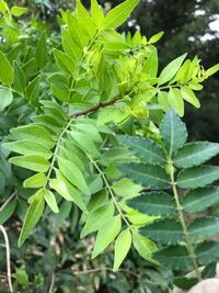 山椒の葉で質問します 時期外れの山椒の葉っぱが魚の煮付けに添えてありました Yahoo 知恵袋