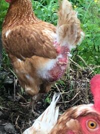 鶏を飼っているのですが 毛が抜けてしまいました 病気でしょうか Yahoo 知恵袋