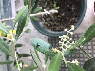 オリーブについた黒い虫について家にオリーブの植木鉢が２つあり １つに今年は花が Yahoo 知恵袋