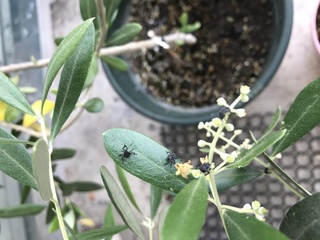 オリーブの木 害虫 誕生 日 ライン 友達