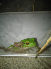 カエルは水中だけで生活できるのでしょうか アマガエル Yahoo 知恵袋