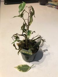 観葉植物に虫がわかないようにするには 小さめの観葉植物を室内で Yahoo 知恵袋