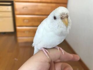 セキセイインコアルビノ 茶色だから女の子ですよね Yahoo 知恵袋