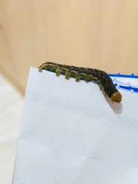 毛虫 の名前仕事中 ふと足元をみたらいました 頭はオレンジの様な色をしていまし Yahoo 知恵袋