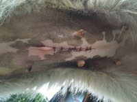 子宮蓄膿症以外で 犬の陰部から おりもの のようなものが出ることはあります Yahoo 知恵袋