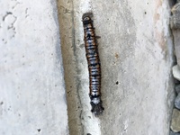家の壁に黒い毛虫のような 芋虫のようなものがたくさんいました 体は毛はなく黒と Yahoo 知恵袋