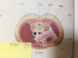 人体の腹部横断面図について質問です 付箋の の臓器はなんでし Yahoo 知恵袋