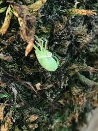 今朝 苔玉にこのような虫がついていました 初めて見る虫なのです Yahoo 知恵袋