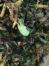 植木鉢で底に穴の開いているものと開いてないものがありますが 植物を育 Yahoo 知恵袋